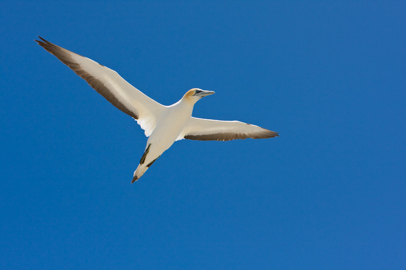 Australasian Gannet In Flight